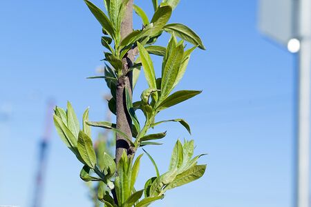 young green leaves on a thin tree branchの写真素材
