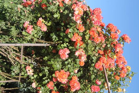 Climbing pink roses in gardenの写真素材