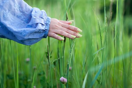 hand touches the spikelets of cereal plants on a farm fieldの写真素材