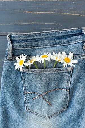 camomile in jeans pocket. studio macro shot