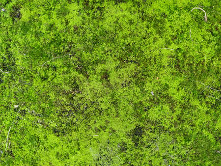 Moss texture. Moss background. Green moss on grunge texture, background.の写真素材