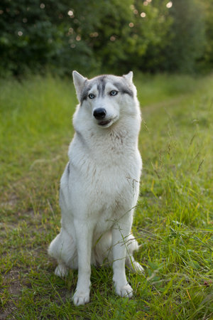 Two Siberian Husky dogs looks around. Husky dogs has black and white coat color. Snowy white background. Close up. Sunset.の写真素材
