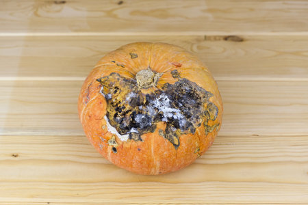 Pumpkin that started to rot, close-up on a white background. The spoiled vegetables.の写真素材