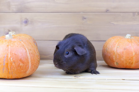 A chocolate-colored Guinea pig sits on a table near orange pumpkinsの写真素材