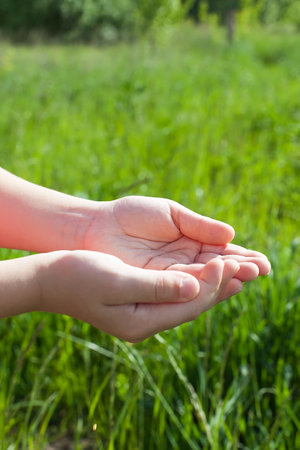 Farmer hands hold ripe wheat seeds after the harvest.の写真素材