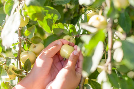 A womans hand plucks a ripe apple from a tree.の写真素材