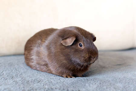 Portrait of red guinea pig. Close up.の写真素材