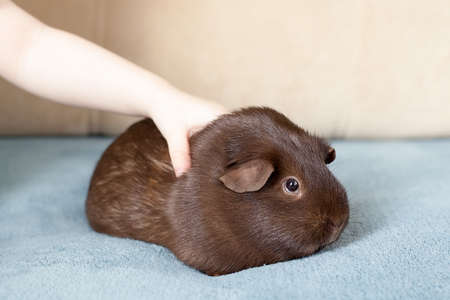 Peruvian Guinea pig with long hair on Woodの写真素材