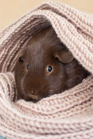 Funny cute guinea pig hiding in a knitted woolen scarf . selective focus on the guinea pig noseの写真素材