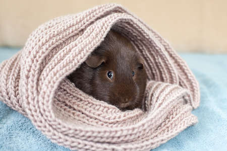 Portrait of a cute black and white guinea pig with a pink nose snuggled up in a warm gray scarfの写真素材