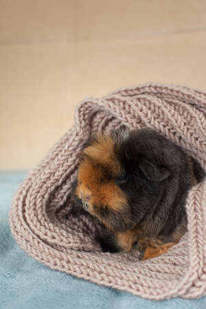 Guinea pig rosette, young guinea pig close-up view on a light backgroundの写真素材
