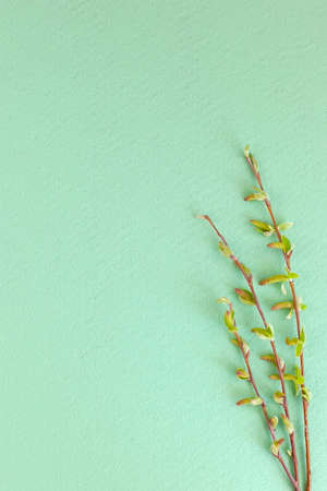 Eucalyptus leaves on white background. Frame made of eucalyptus branches. Flat lay, top view, copy...