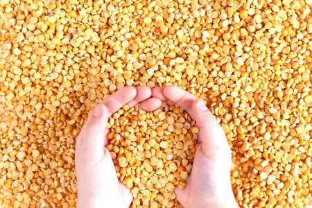 Split pea in a hand,Isolated Split peas, Close up of Isolated Split peas in Hand,Split peas are an agricultural or culinary preparation consisting of the dried.の写真素材