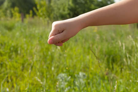 Seeds falling from a hand on green background.の写真素材
