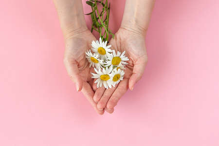 Woman's hand with a camomile on sunny summer day.の写真素材