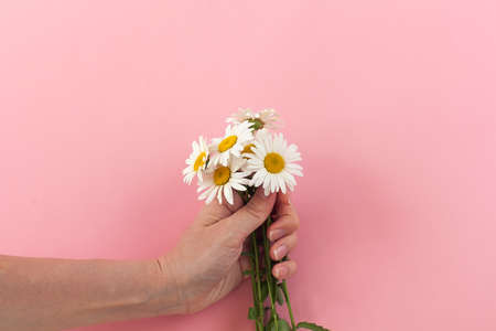 Woman's hand with a camomile isolated on the pink background. Care for skin handsの写真素材