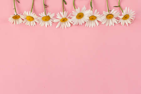 Header with white chamomile flower on a pink background. Spring tenderness composition with copy...