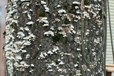 Dead tree trunk texture. The texture of the old board is stained and mildewed. The moldy surface of the board.の写真素材