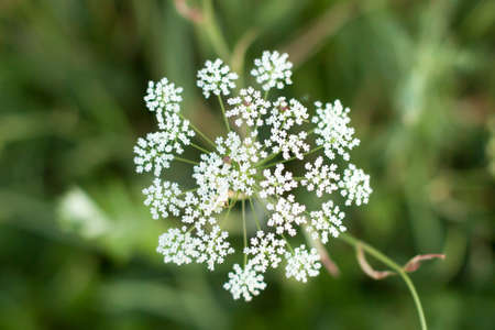 One flower in a field on a sunny summer day. nature. fresh airの写真素材