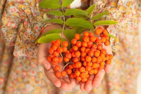 Female hands holding a bunch of red rowan berries. Autumn concept