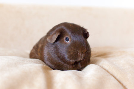 Guinea pig plush Chocolate shade, pet. rodent.の写真素材