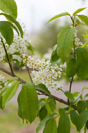 the plum tree is in full bloom. beautiful white flowers in early springの写真素材
