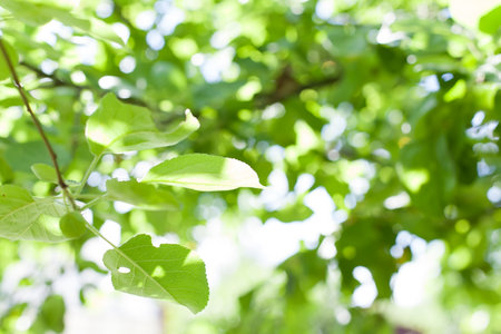 Nature of green leaf in garden at summer. Natural green leaves plants using as spring background cover page environment ecology or greenery wallpaper.の写真素材