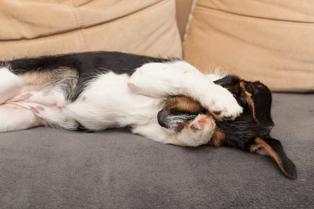 Adorable, but sad and lonely dog laying down on the sofa.の写真素材