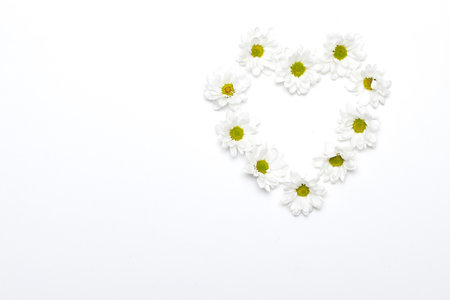 Various Selection of White Flowers Isolated on White Background. Set of Nine Daisy, , Marigold, Osteospermum, Chrysanthemum, Strawflower, Cornflower, Dahlia Flowers.の写真素材