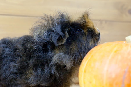 Funny guinea pig with a pumpkin.