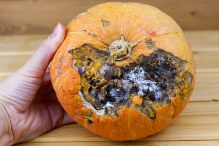 Black mold on the pumpkin. Rotten orange pumpkin. Spoiled food. Rotten foods. Moldy vegetable.の写真素材