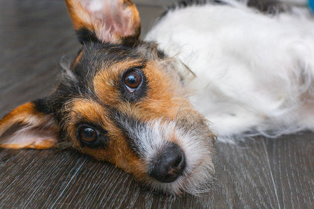 sad jack russell terrier lying on the floor of the apartment