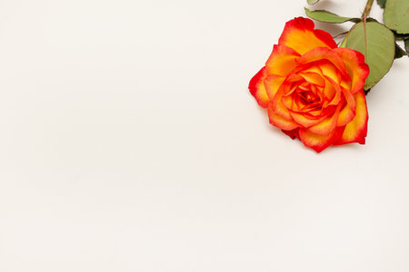 Single beautiful red rose isolated on white backgroundの写真素材