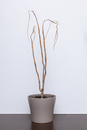 Neglected dying house plant with hanging dry leaves in white flower pot on blue background.の写真素材