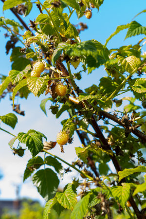 A gardener holds yellow ripe raspberries on a bush in his hand. Growing berries in the garden
