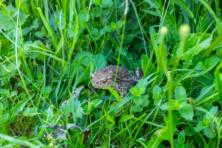 A close-up of Cane Toad at night on leafs