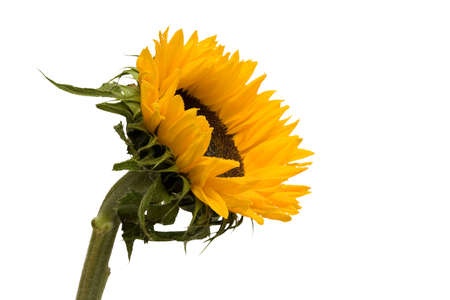 Large isolated sunflower from the sideの写真素材
