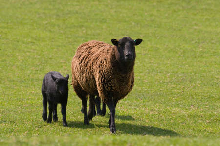 Mum and baby sheep in a field