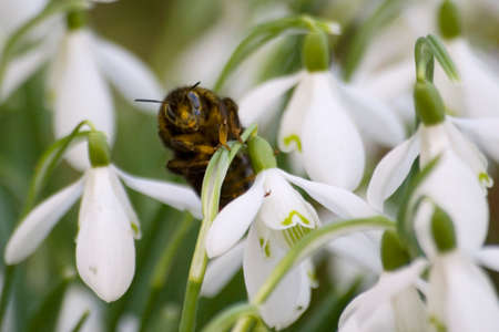 Close up bumblebee on a white spring snowdropの写真素材