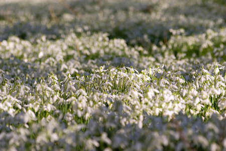 Background of a spring field of snowdropsの写真素材