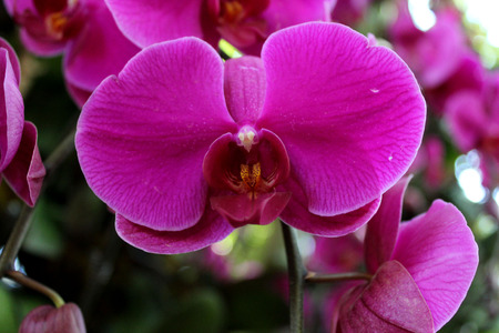 Big orchid violet