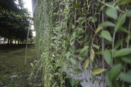 Hanging green leaves in the garden of the house in Parking Area.の写真素材