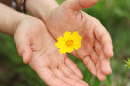A yellow flower wrapped in both hands.の写真素材