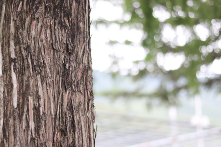 Wood and shining sunlight.の写真素材