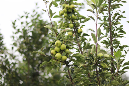 apple tree