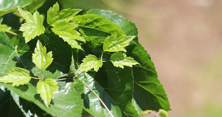 The Green Leaves Of Summer.