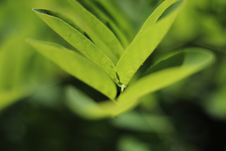 Acacia treesの写真素材