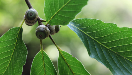 The acorns bore fruit.の写真素材
