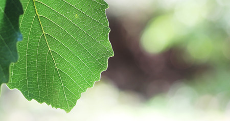 Acorn leavesの写真素材