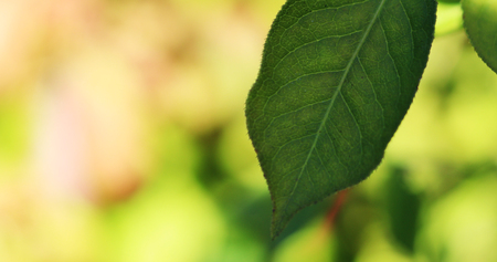 background green foliageの写真素材